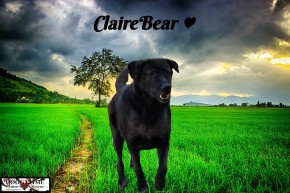 CLAIREBEAR ♥ Rescued Jan 2016 and became a treasured Doggytime family member