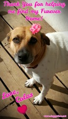 MISS COLAS ♥ Rescued by Just Paws Graduated from our DCEC and Adopted Mar 2017