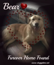 BEAR ♥ Rescued Nov 2017 Dream Home found Apr 2018