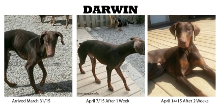 DARWIN ♥ Rescued and Adopted in 2015 after getting him healthy