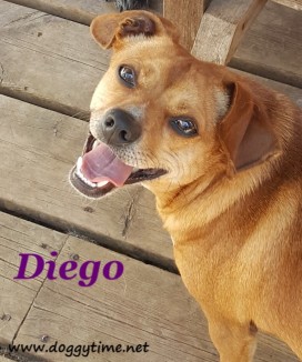 DIEGO ♥ Rescued by Save Me Rescue Graduated from our DCEC and Adopted May 2018