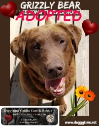 GRIZZLY BEAR ♥ Rescued Apr 2018 Dream Home found Jun 2018
