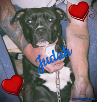 JUDAH ♥ Rescued and Adopted 2009