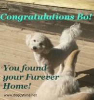 BO ♥ Rescued by From My Heart Rescue and cared for by Doggytime until Adopted in 2015