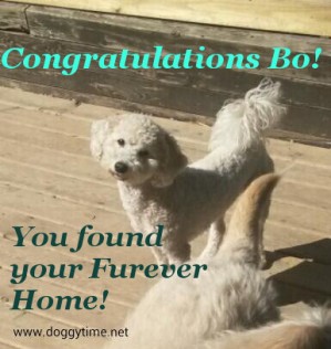BO ♥ Rescued by From My Heart Rescue and cared for by Doggytime until Adopted in 2015
