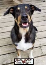ZUKO ♥ Rescued by Paws Across the Water Graduated from our DCEC and Adopted Jan 2019